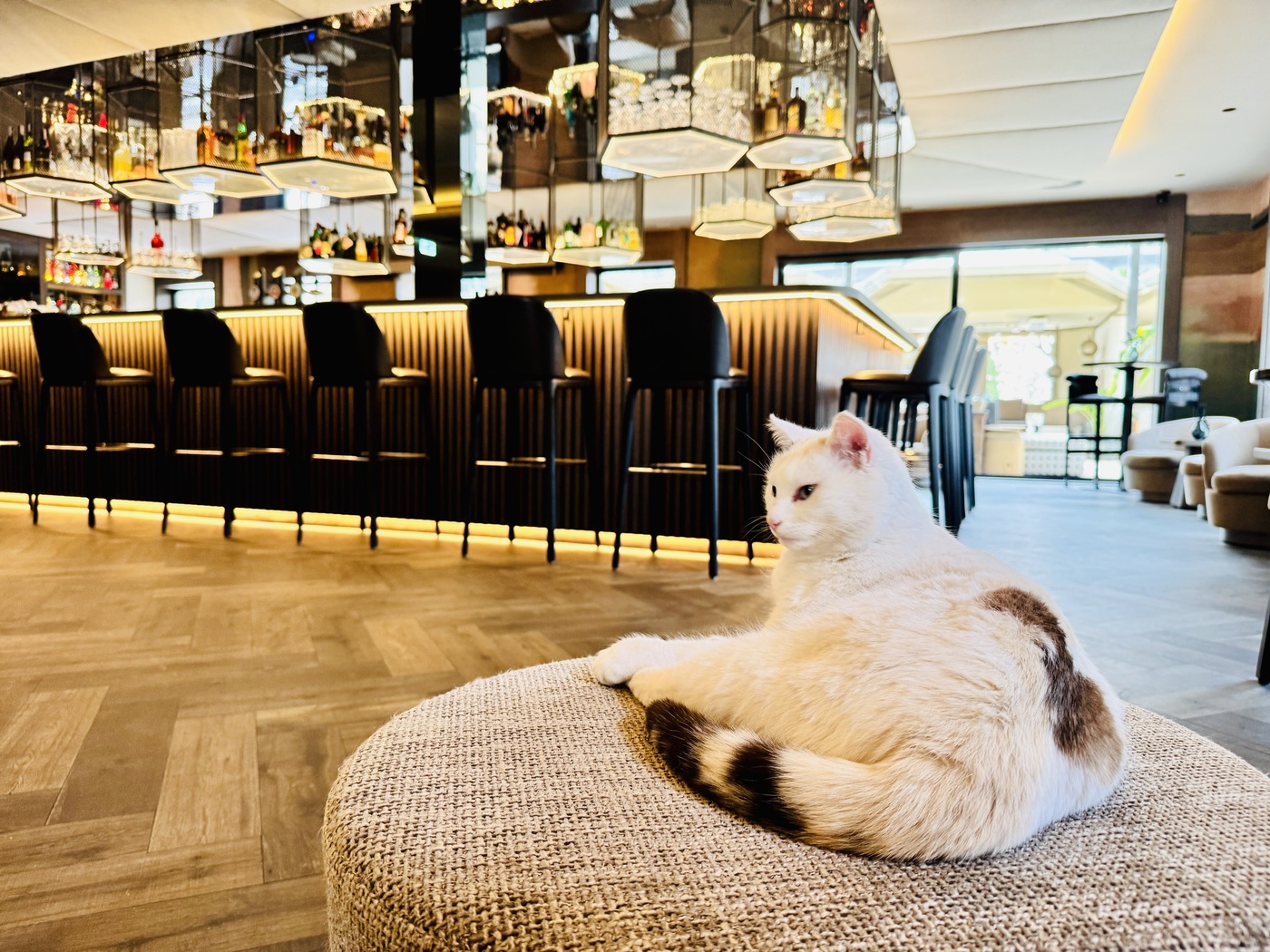 katze-lilly-das-paradies