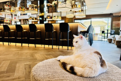 katze-lilly-das-paradies