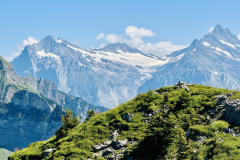 Schynige-Platte-Berner-Oberland-16