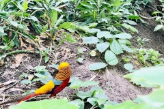 Tropical-Islands-Brandenburg-31
