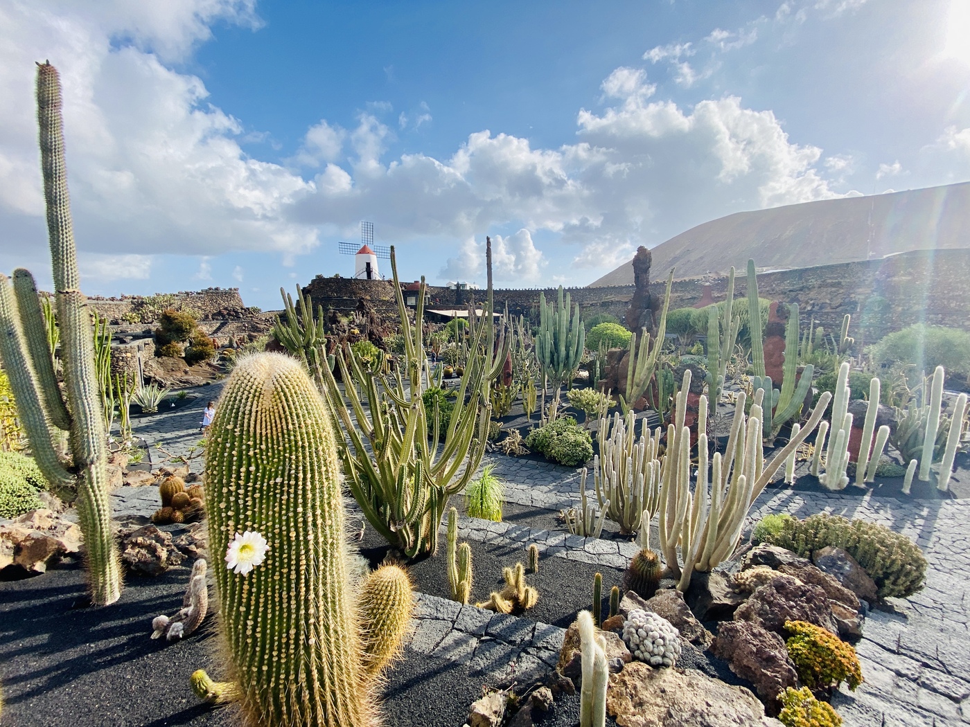 jardin de cactus lanzarote 3 - Erfahrung Jardin de Cactus Lanzarote