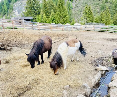 familienhotel-mit-reiten-suedtirol familienhotel mit reiten suedtirol 470x390 - familienhotel-mit-reiten-suedtirol
