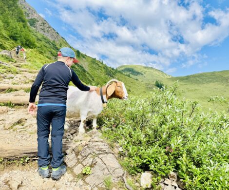 schafe wildseeloder wanderung 470x390 - schafe-wildseeloder-wanderung